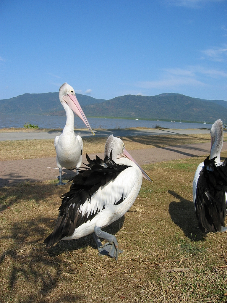 205 Cairns Esplanade.jpg